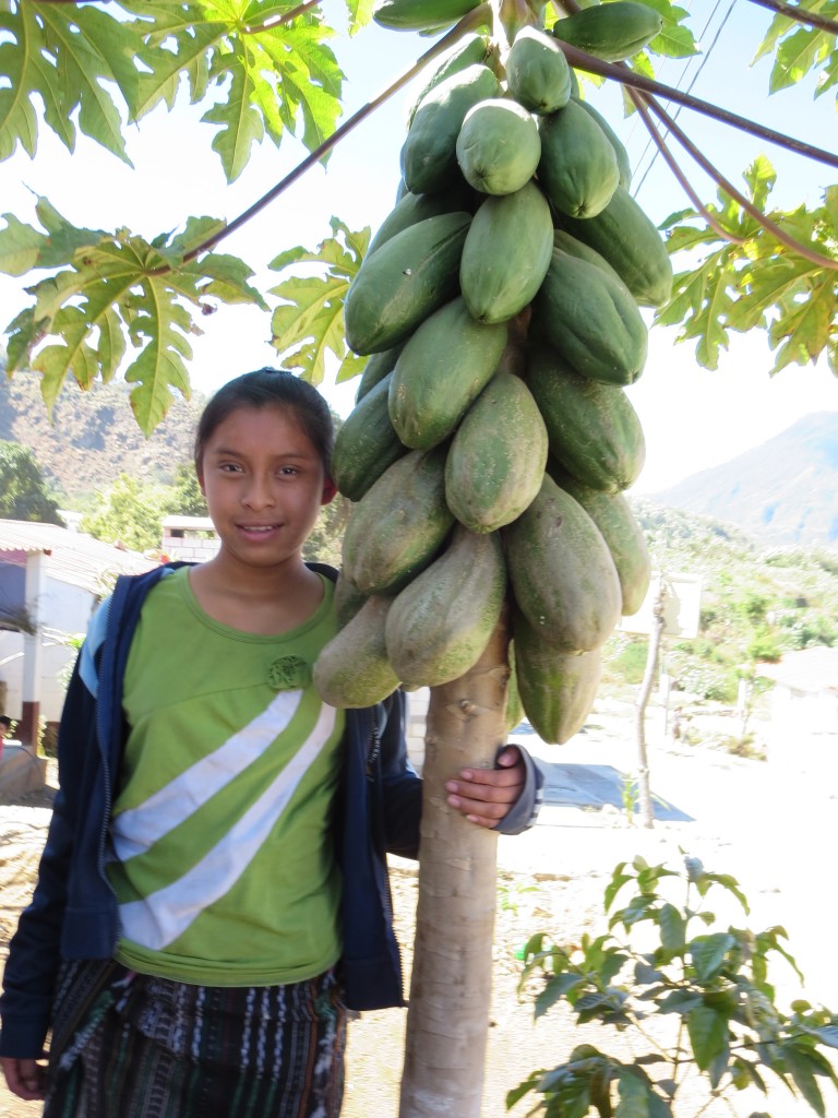 Papaya