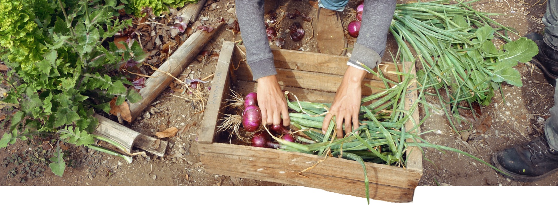 Garden & Nutrition Program